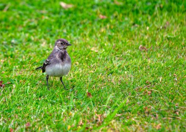 Clontarf, Dublin 'deki sahil boyunca sürekli sallanan kuyruklu siyah & beyaz kuyruk..