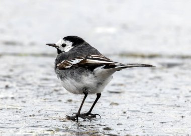 Clontarf, Dublin 'deki sahil boyunca sürekli sallanan kuyruklu siyah & beyaz kuyruk..