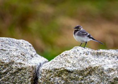 Clontarf, Dublin 'deki sahil boyunca sürekli sallanan kuyruklu siyah & beyaz kuyruk..