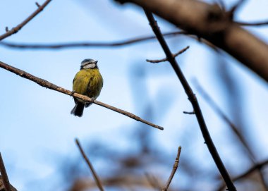 Dublin 'in Botanik Bahçeleri' ndeki yeşilliklerin arasına tünemiş sarı göğüslü minik canlı mavi ötücü kuş..