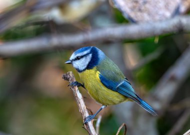 Dublin 'in Botanik Bahçeleri' ndeki yeşilliklerin arasına tünemiş sarı göğüslü minik canlı mavi ötücü kuş..