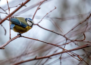 Tiny vibrant blue songbird with a yellow breast, perched among greenery at Dublin's Botanic Gardens. clipart