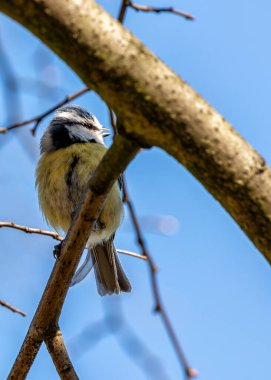 Dublin 'in Botanik Bahçeleri' ndeki yeşilliklerin arasına tünemiş sarı göğüslü minik canlı mavi ötücü kuş..