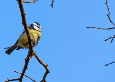 Dublin 'in Botanik Bahçeleri' ndeki yeşilliklerin arasına tünemiş sarı göğüslü minik canlı mavi ötücü kuş..