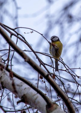 Dublin 'in Botanik Bahçeleri' ndeki yeşilliklerin arasına tünemiş sarı göğüslü minik canlı mavi ötücü kuş..