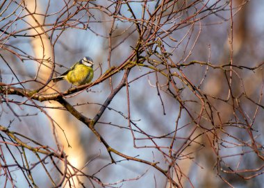 Dublin 'in Botanik Bahçeleri' ndeki yeşilliklerin arasına tünemiş sarı göğüslü minik canlı mavi ötücü kuş..