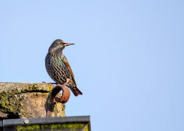 Dublin, İrlanda 'da bir binaya tüneyen parlak siyah tüylü sığırcık.. 