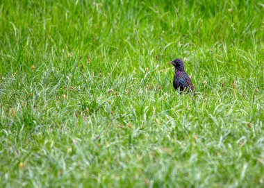 Dublin, İrlanda 'da bir binaya tüneyen parlak siyah tüylü sığırcık.. 