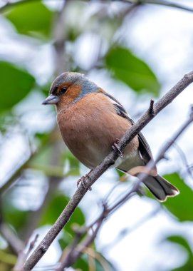 Male Chaffinch in Dublin's Botanic Gardens sings proudly, displaying vibrant plumage.  clipart