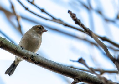 Dublin Botanik Bahçeleri 'nde erkek Chaffinch gururla şarkı söylüyor, canlı tüyler sergiliyor.. 