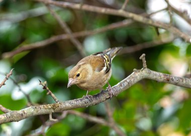 Dublin Botanik Bahçeleri 'nde erkek Chaffinch gururla şarkı söylüyor, canlı tüyler sergiliyor.. 