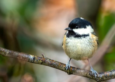 Tiny black-capped songbird with white cheeks forages amongst the trees of El Retiro Park, Madrid. clipart