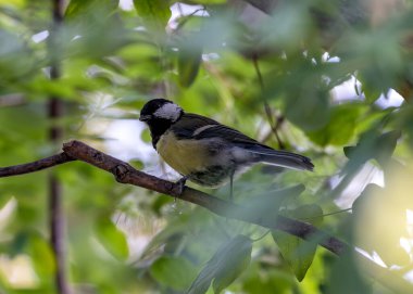 Busy Great Tit with black head & yellow chest explores the trees of Tiergarten park in Berlin.