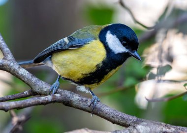 Busy Great Tit with black head & yellow chest explores the trees of Tiergarten park in Berlin.