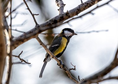 Busy Great Tit with black head & yellow chest explores the trees of Tiergarten park in Berlin.