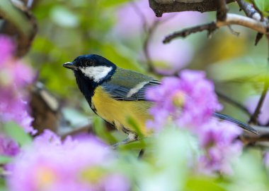 Busy Great Tit with black head & yellow chest explores the trees of Tiergarten park in Berlin.