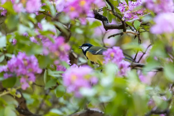 stock image Busy Great Tit with black head & yellow chest explores the trees of Tiergarten park in Berlin.