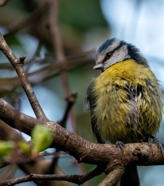 Dublin 'in Botanik Bahçeleri' ndeki yeşilliklerin arasına tünemiş sarı göğüslü minik canlı mavi ötücü kuş.. 