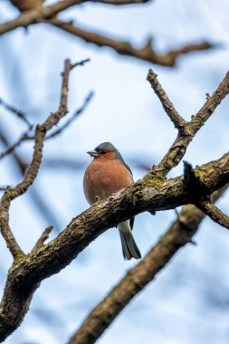 Dublin Botanik Bahçeleri 'nde erkek Chaffinch gururla şarkı söylüyor, canlı tüyler sergiliyor.. 