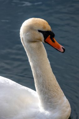 Majestic adult Mute Swan with white plumage glides gracefully across the water in Powerscourt, Wicklow. clipart