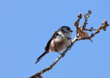 Dublin 'in Botanik Bahçeleri' nde dallar arasında uçan inanılmaz uzun kuyruklu zarif bir ötücü kuş.. 