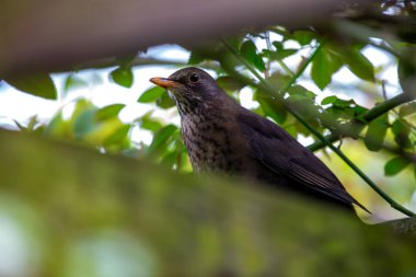 Koyu kahverengi tüylü dişi Karatavuk, Londra 'daki St. James' s Park 'taki ağaçların arasında yiyecek arıyor.. 