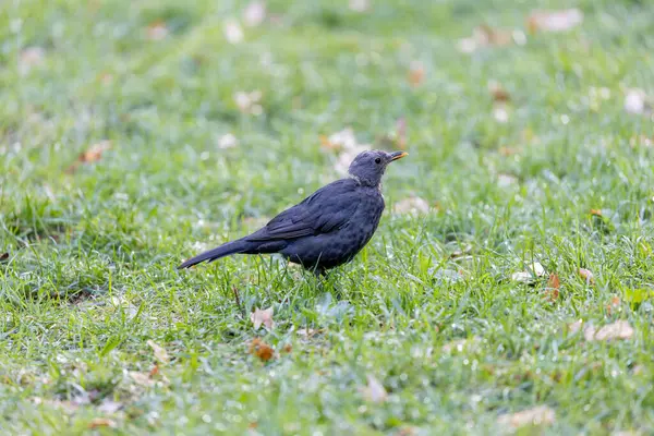 Koyu kahverengi tüylü dişi Karatavuk, Londra 'daki St. James' s Park 'taki ağaçların arasında yiyecek arıyor.. 