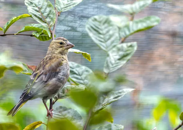 stock image Vibrant greenfinch with a yellow breast, perched on a branch in Dublin's Botanic Gardens.