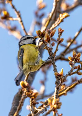 Dublin 'in Botanik Bahçeleri' ndeki yeşilliklerin arasına tünemiş sarı göğüslü minik canlı mavi ötücü kuş..