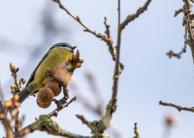 Dublin 'in Botanik Bahçeleri' ndeki yeşilliklerin arasına tünemiş sarı göğüslü minik canlı mavi ötücü kuş..