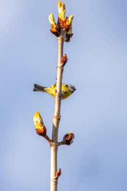 Dublin 'in Botanik Bahçeleri' ndeki yeşilliklerin arasına tünemiş sarı göğüslü minik canlı mavi ötücü kuş..