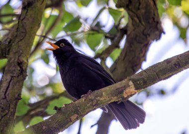 Siyah tüylü erkek Blackbird İrlanda 'nın Kildare bahçesinde melodik bir şekilde şarkı söylüyor..