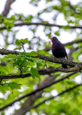 Siyah tüylü erkek Blackbird İrlanda 'nın Kildare bahçesinde melodik bir şekilde şarkı söylüyor..
