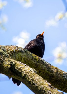 Siyah tüylü erkek Blackbird İrlanda 'nın Kildare bahçesinde melodik bir şekilde şarkı söylüyor..