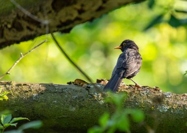 Siyah tüylü erkek Blackbird İrlanda 'nın Kildare bahçesinde melodik bir şekilde şarkı söylüyor..