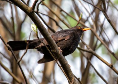 Male Blackbird with jet black plumage sings melodiously in a Kildare garden, Ireland. clipart