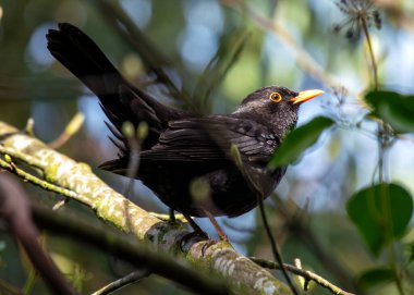 Siyah tüylü erkek Blackbird İrlanda 'nın Kildare bahçesinde melodik bir şekilde şarkı söylüyor..