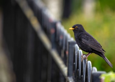 Siyah tüylü erkek Blackbird İrlanda 'nın Kildare bahçesinde melodik bir şekilde şarkı söylüyor..