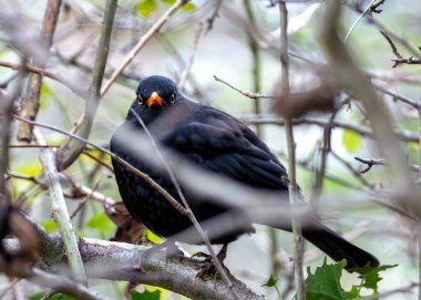 Siyah tüylü erkek Blackbird İrlanda 'nın Kildare bahçesinde melodik bir şekilde şarkı söylüyor..