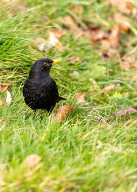 Siyah tüylü erkek Blackbird İrlanda 'nın Kildare bahçesinde melodik bir şekilde şarkı söylüyor..