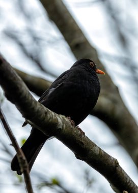 Siyah tüylü erkek Blackbird İrlanda 'nın Kildare bahçesinde melodik bir şekilde şarkı söylüyor..