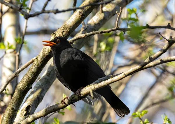 stock image Male Blackbird with jet black plumage sings melodiously in a Kildare garden, Ireland.