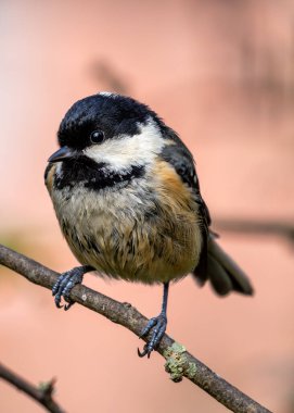 Tiny black-capped songbird with white cheeks forages amongst the trees of El Retiro Park, Madrid. clipart