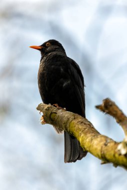 Siyah tüylü erkek Blackbird İrlanda 'nın Kildare bahçesinde melodik bir şekilde şarkı söylüyor..