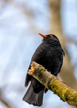 Siyah tüylü erkek Blackbird İrlanda 'nın Kildare bahçesinde melodik bir şekilde şarkı söylüyor..