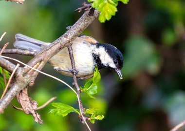 Tiny black-capped songbird with white cheeks, foraging in Dublin's National Botanic Gardens. clipart
