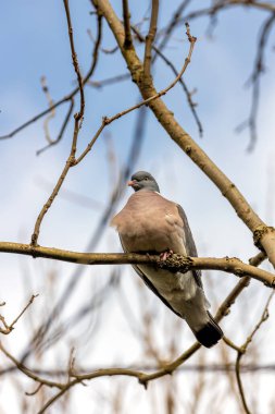 Büyük orman güvercini, gri gövdeli ve yanardöner boyun tüylü, Dublin 'in Phoenix Parkı' nda yerde yiyecek arıyor.. 