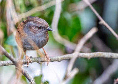 Benekli göğsü olan küçük kahverengi Dunnock, Peder Collins Park, Dublin 'deki çalıların arasında yiyecek arıyor..