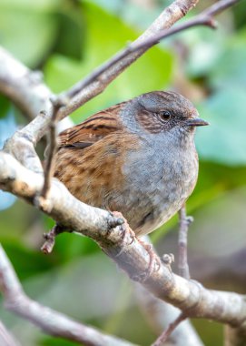Benekli göğsü olan küçük kahverengi Dunnock, Peder Collins Park, Dublin 'deki çalıların arasında yiyecek arıyor..