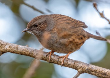 Benekli göğsü olan küçük kahverengi Dunnock, Peder Collins Park, Dublin 'deki çalıların arasında yiyecek arıyor..
